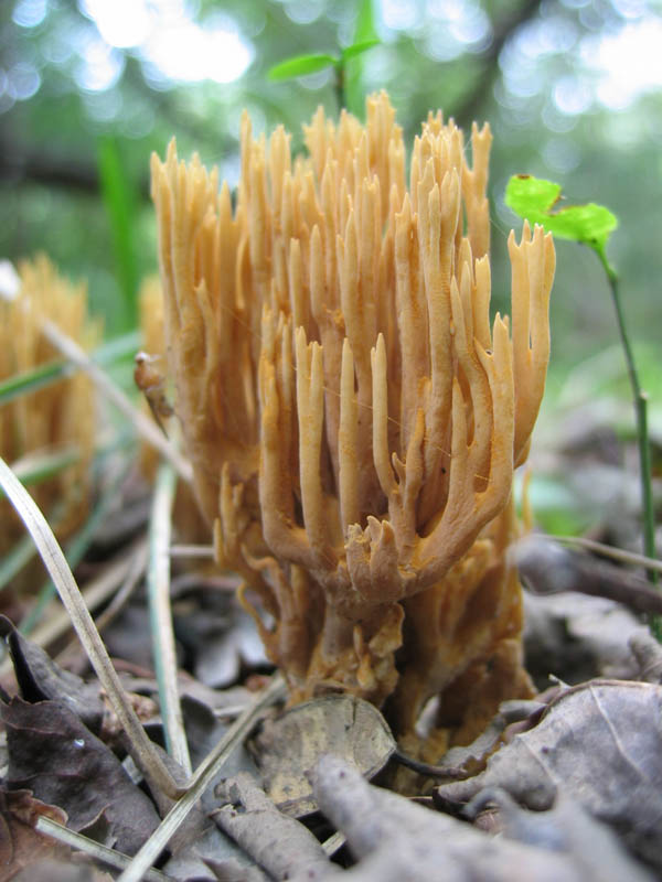 Il cerchio .....continua (Ramaria stricta)